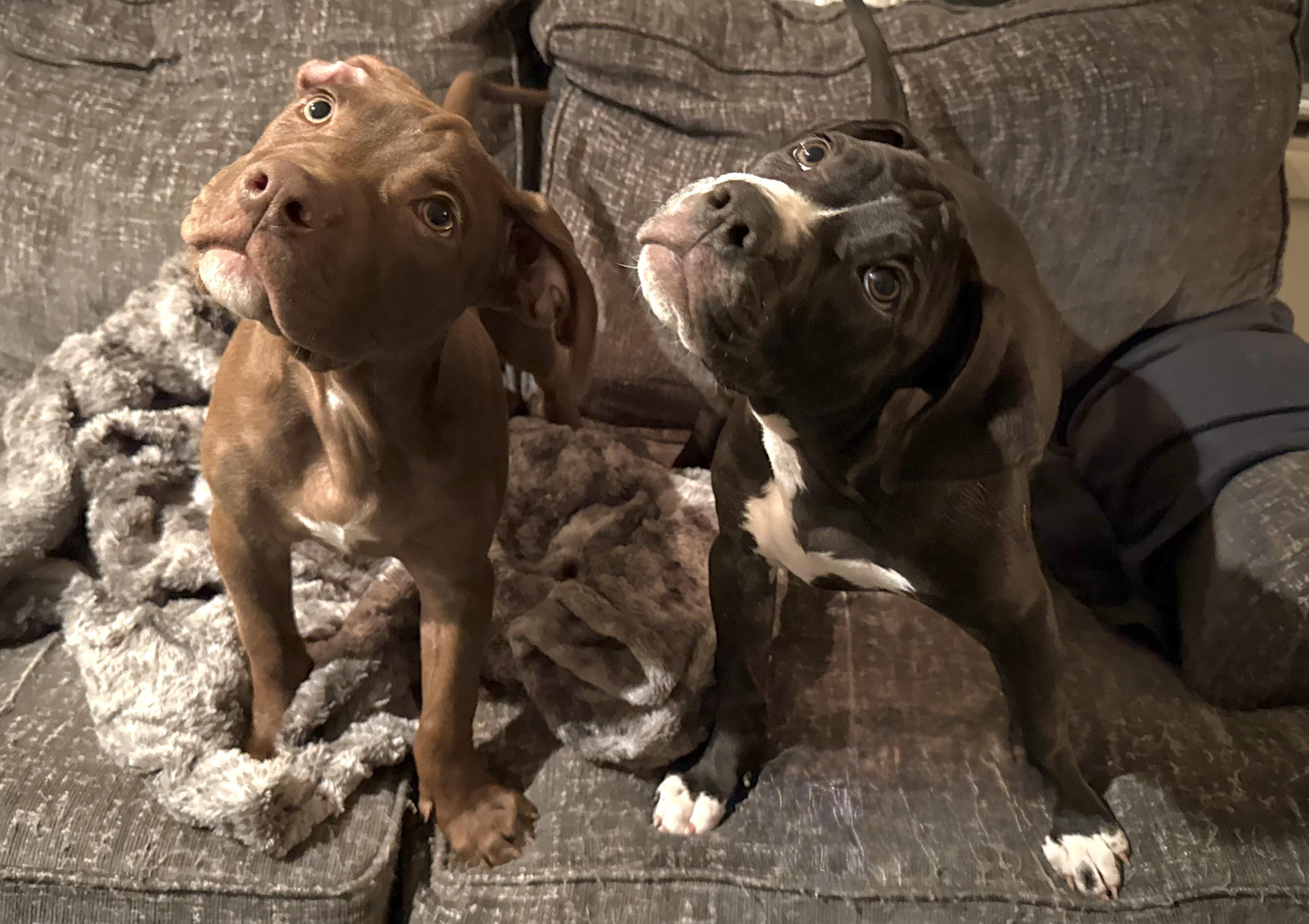 Enlarge Rose, an adopted mixed breed in Hilton, NY image 5/5