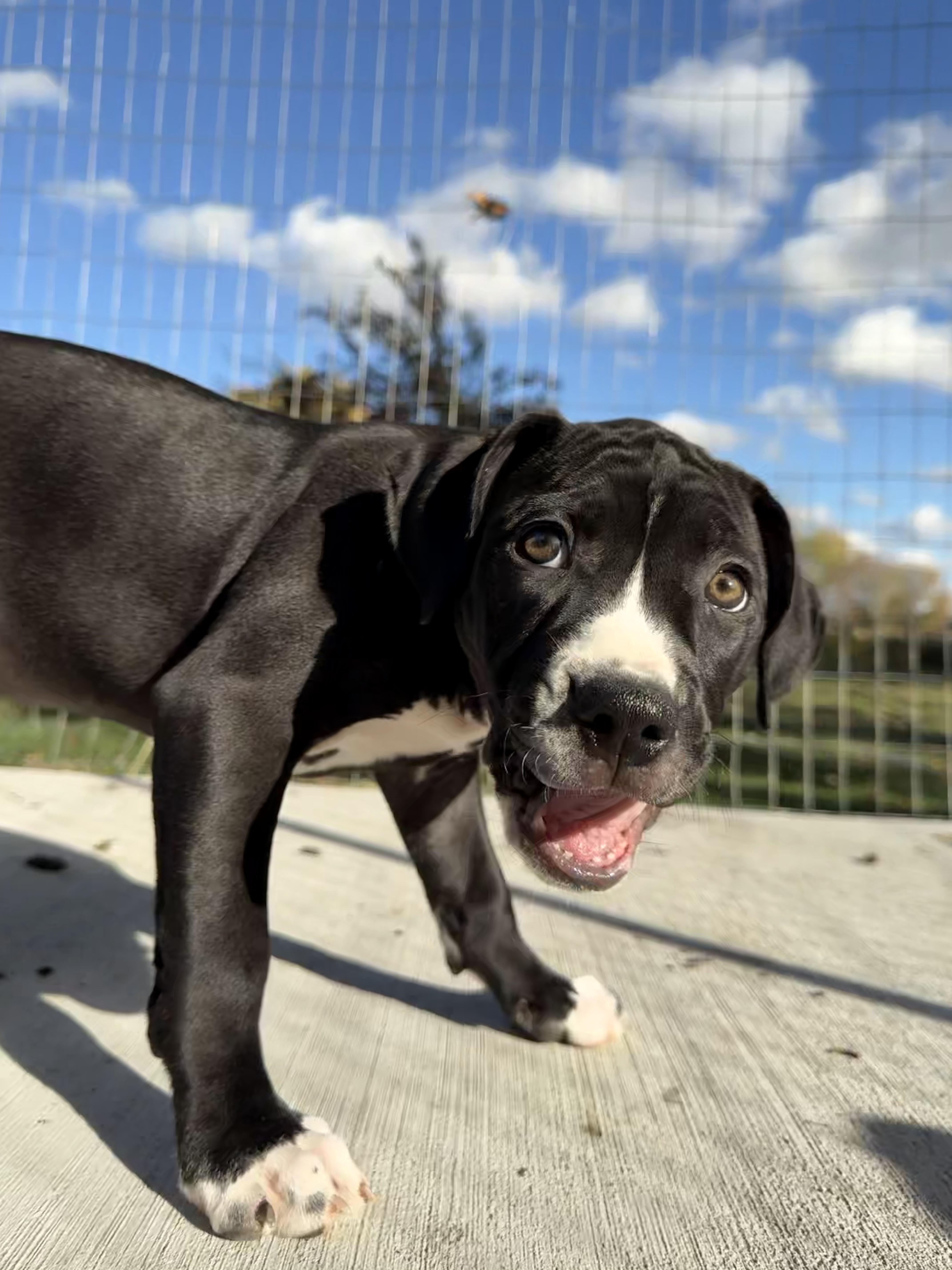 Enlarge Rose, an adopted mixed breed in Hilton, NY image 2/5