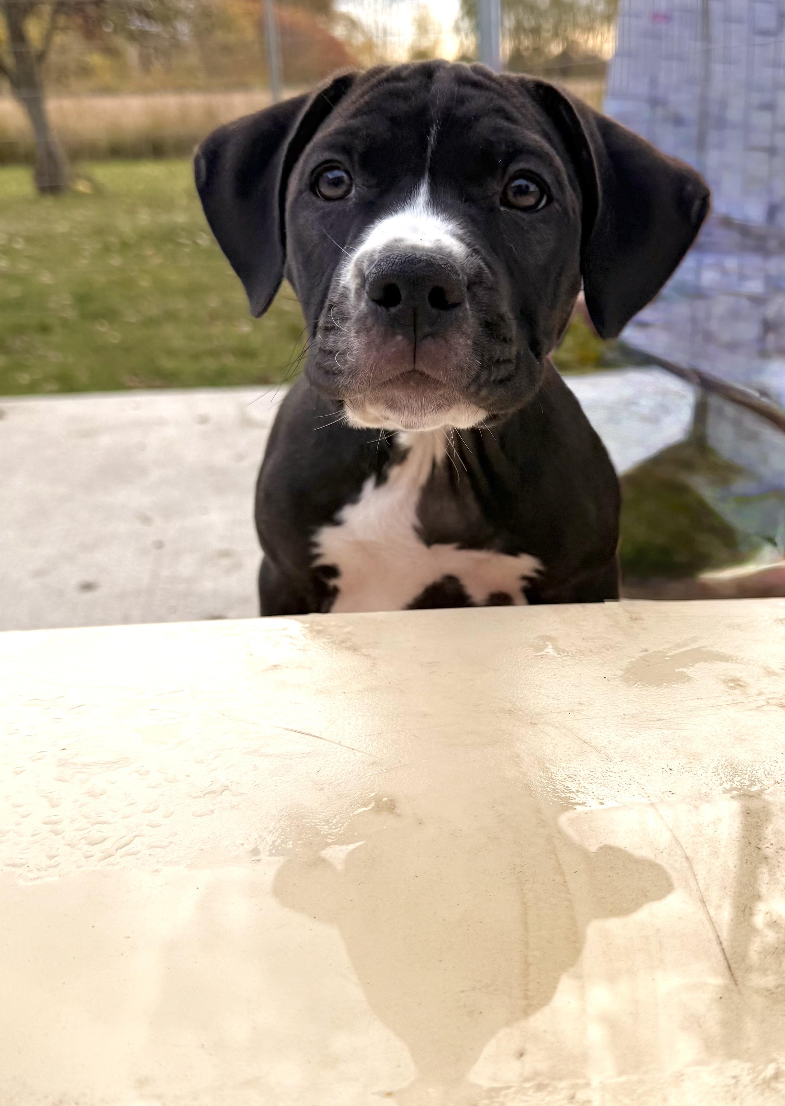 Enlarge Rose, an adopted mixed breed in Hilton, NY image 3/5