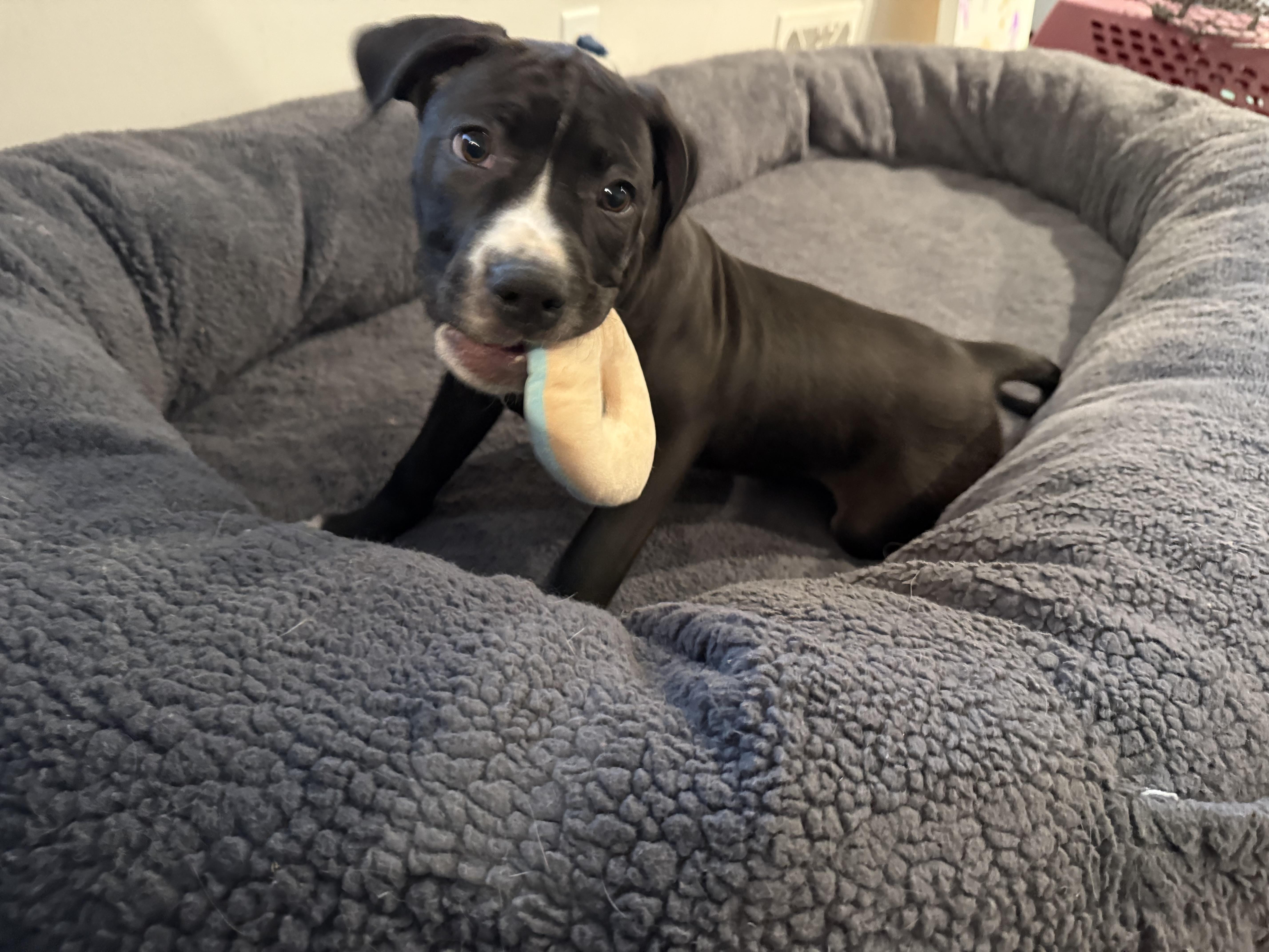 Enlarge Rose, an adopted mixed breed in Hilton, NY image 4/5