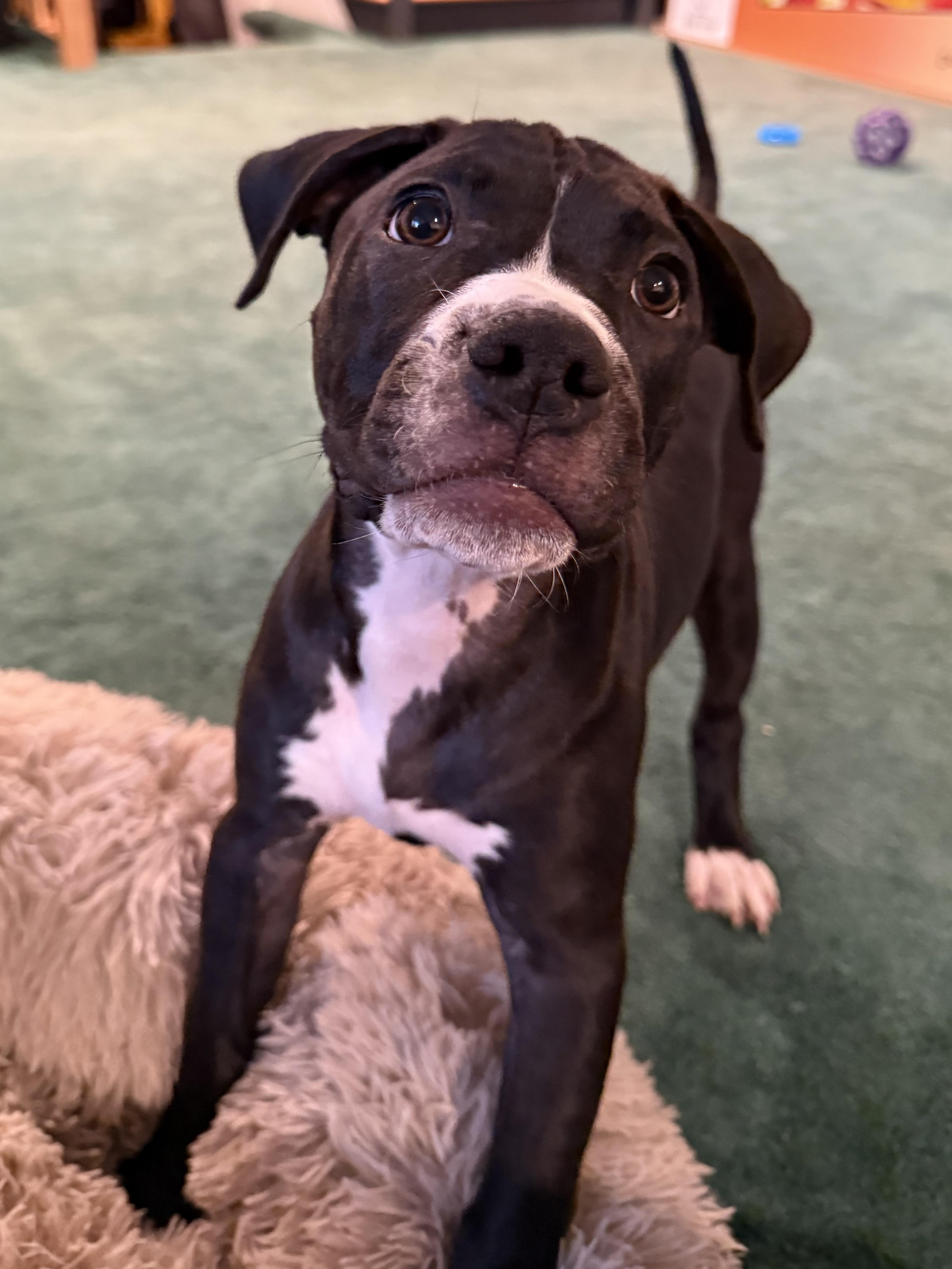 Enlarge Rose, an adopted mixed breed in Hilton, NY image 1/5