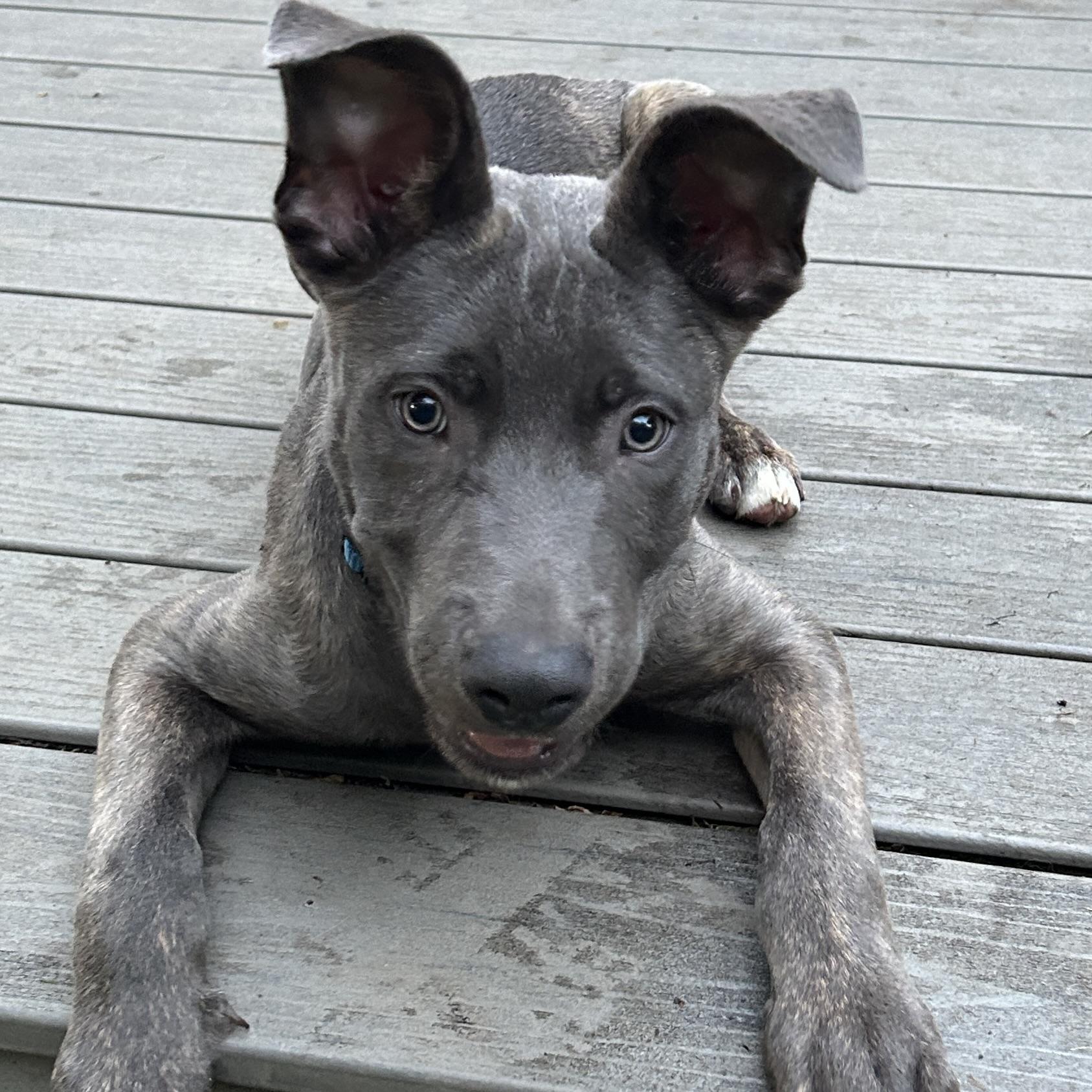 Miska