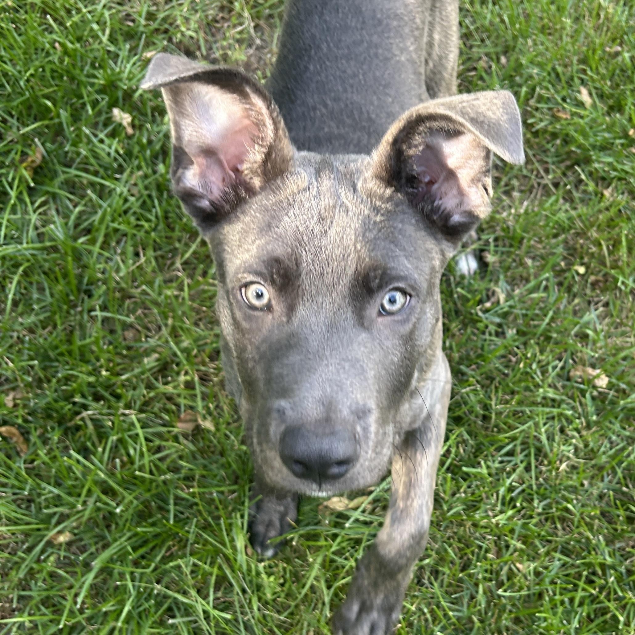 Miska