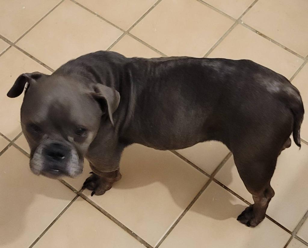 Daisy, Adoptable, Adult Female French Bulldog.