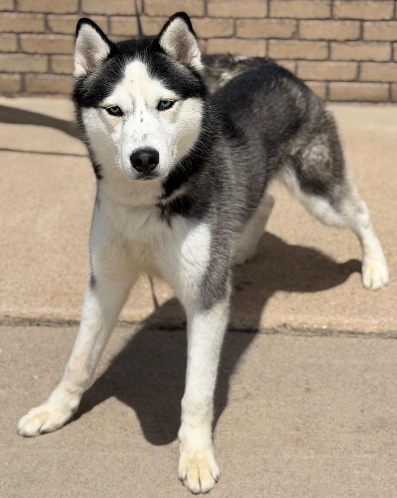 Pawl Blart, ADOPTABLE, Young Male Siberian Husky.