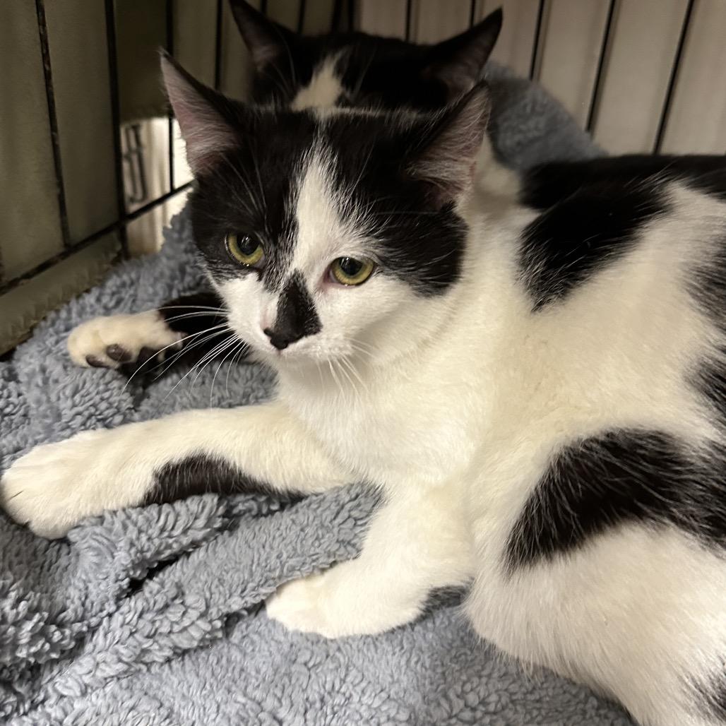 Enlarge Cordelia (bonded to Papa Bear), a Adoptable Domestic Short Hair in Middleburg Heights , OH image 1/6