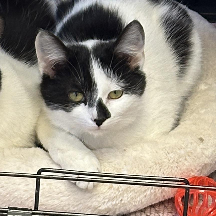 Enlarge Cordelia (bonded to Papa Bear), a Adoptable Domestic Short Hair in Middleburg Heights , OH image 2/6