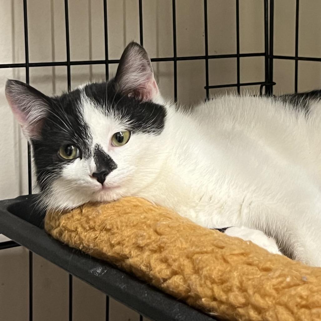 Enlarge Cordelia (bonded to Papa Bear), a Adoptable Domestic Short Hair in Middleburg Heights , OH image 3/6