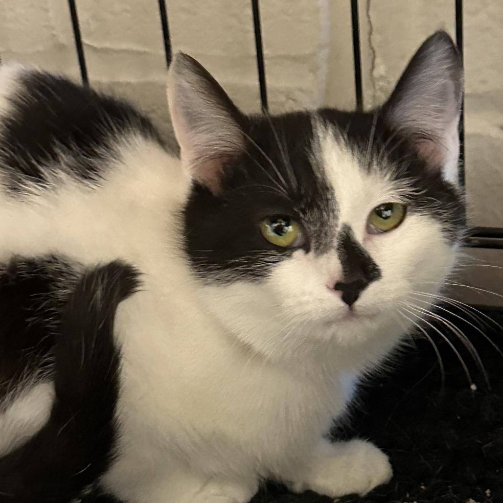 Enlarge Cordelia (bonded to Papa Bear), a Adoptable Domestic Short Hair in Middleburg Heights , OH image 4/6