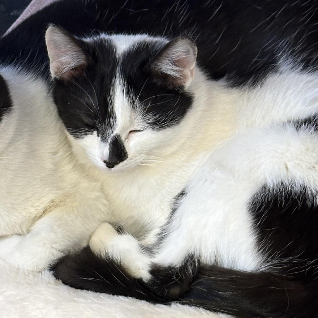 Enlarge Cordelia (bonded to Papa Bear), a Adoptable Domestic Short Hair in Middleburg Heights , OH image 5/6