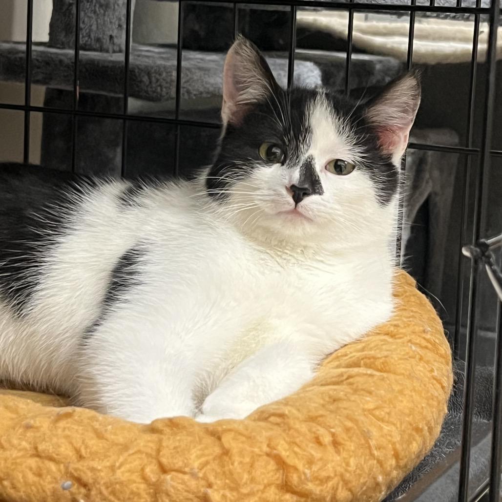 Enlarge Cordelia (bonded to Papa Bear), a Adoptable Domestic Short Hair in Middleburg Heights , OH image 6/6