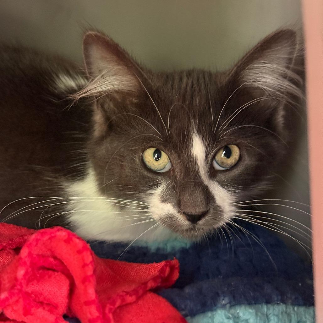 Enlarge Goblin, a Adoptable Domestic Short Hair in Fort Bragg, CA image 1/3