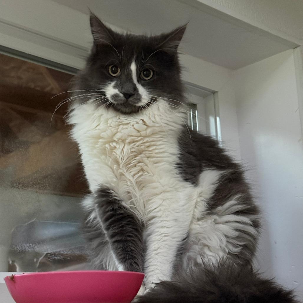 Enlarge Goblin, a Adoptable Domestic Short Hair in Fort Bragg, CA image 3/3