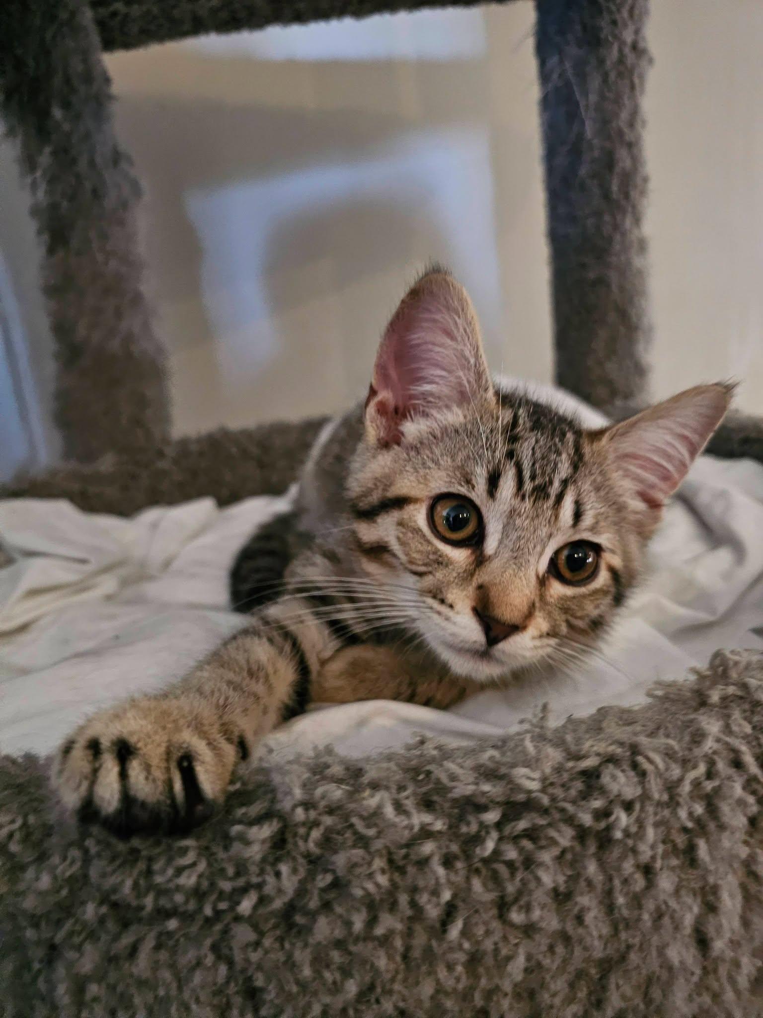 Eli, ADOPTABLE, Kitten Male Tabby.