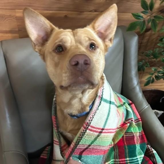 Bentley, ADOPTABLE, Adult Male American Staffordshire Terrier.