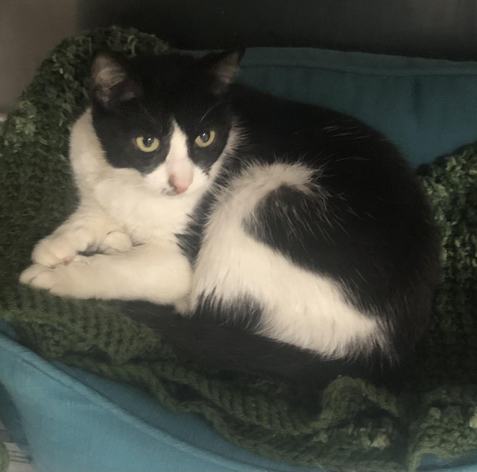 Sue, Adoptable, Adult Female Domestic Short Hair.