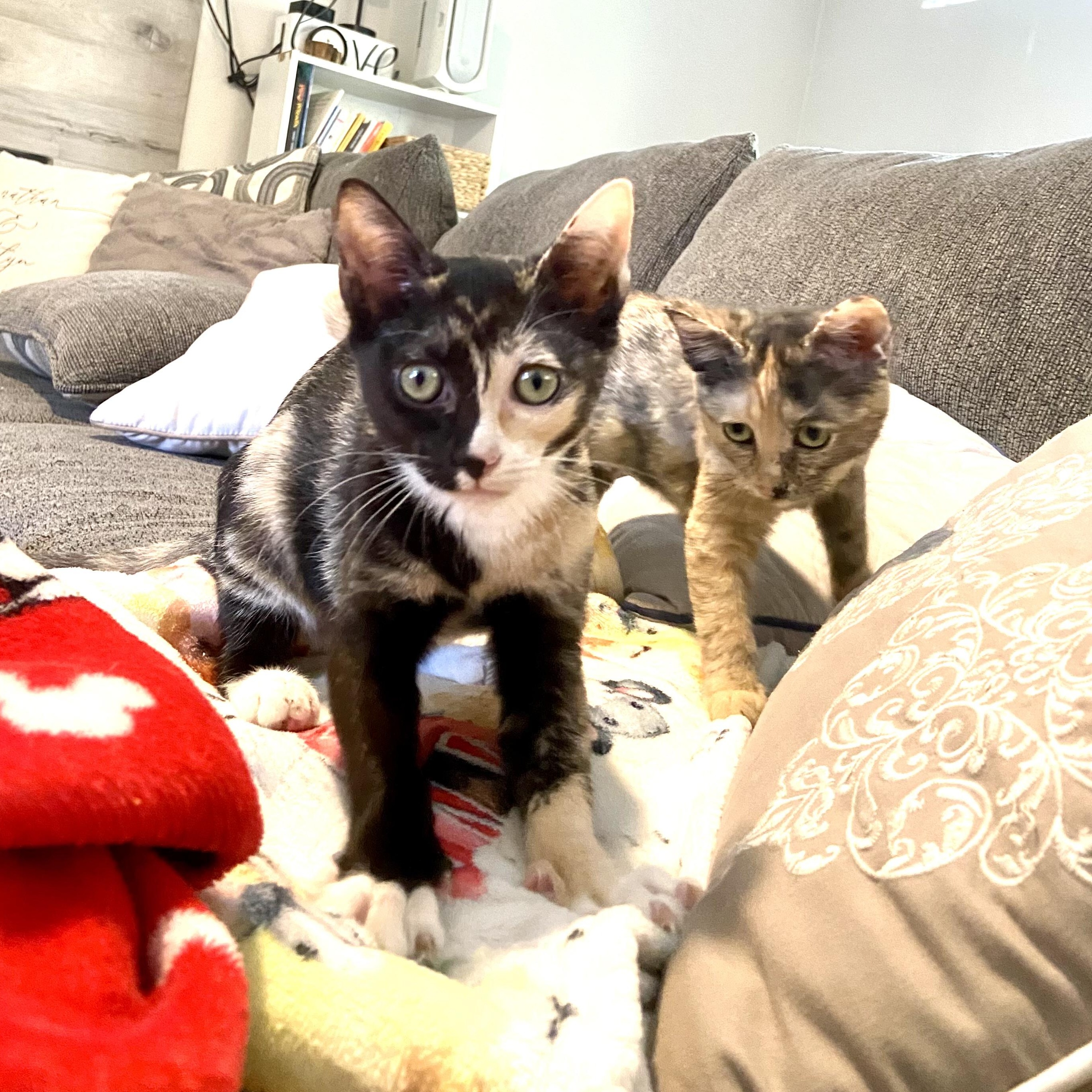 Enlarge Bunica, a Adoptable American Shorthair in Austin, TX image 3/4