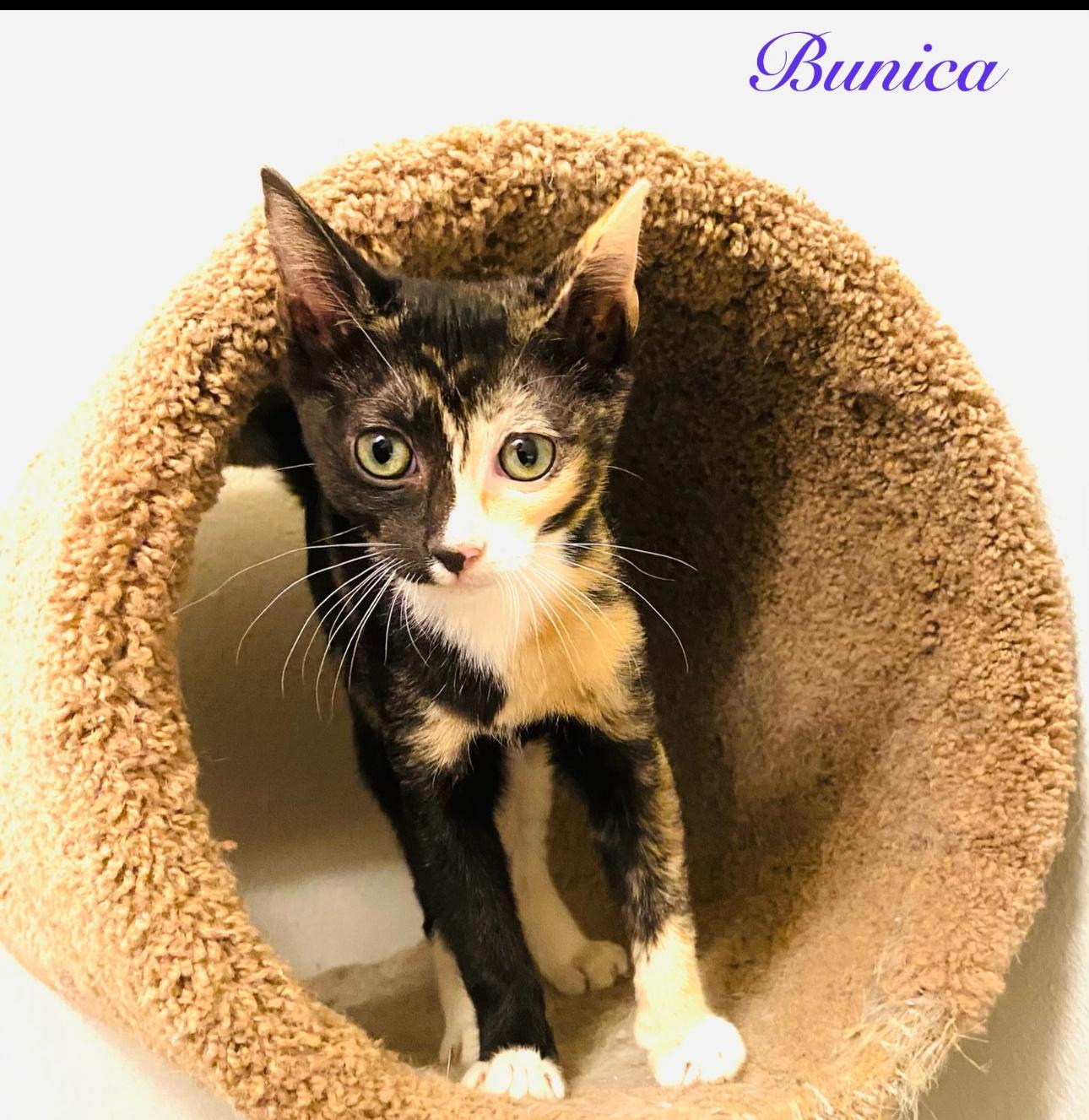 Bunica, Adoptable, Kitten Female American Shorthair.