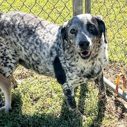 Enlarge Neil, a Adoptable mixed breed in Fort Payne, AL image 1/1