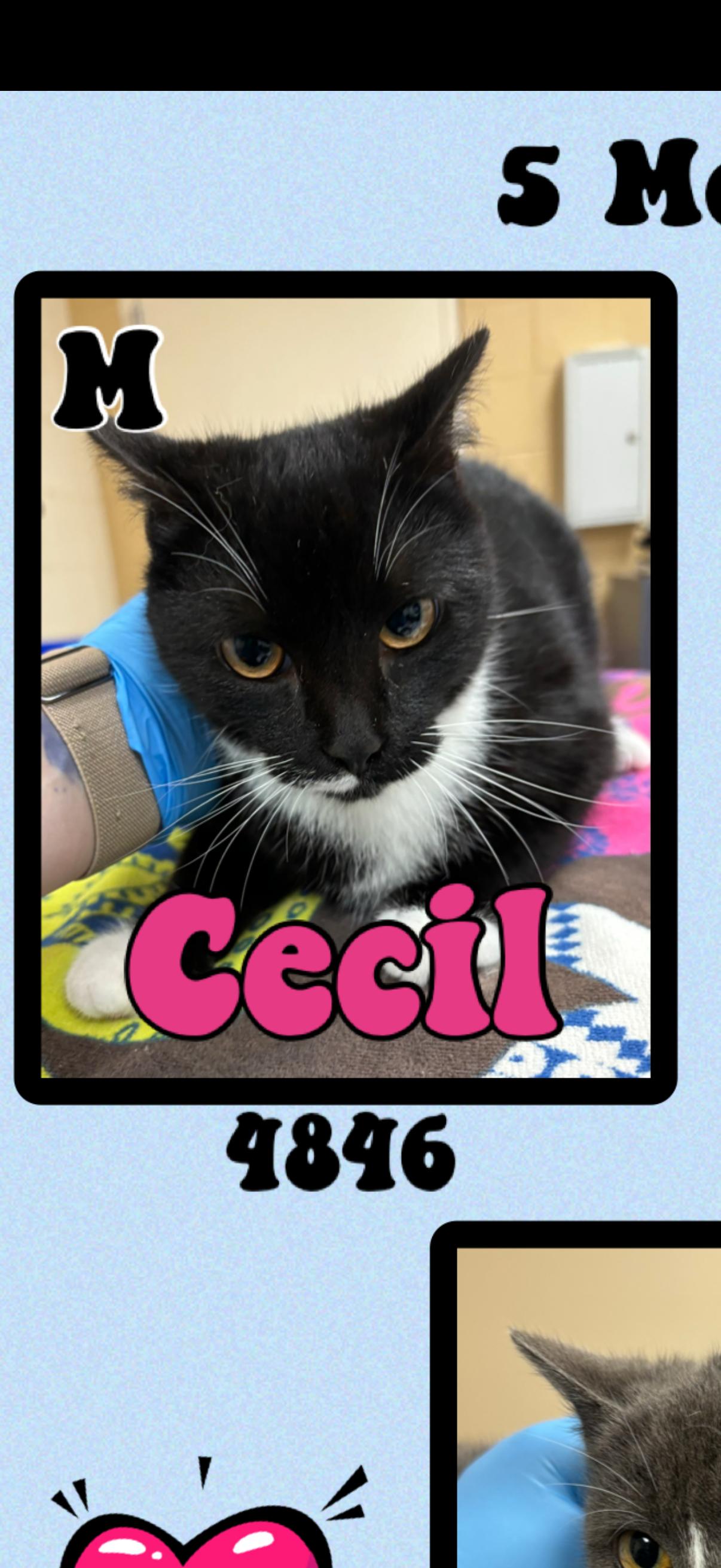 Enlarge Cecil, an adopted American Shorthair in Marvin, NC image 1/1