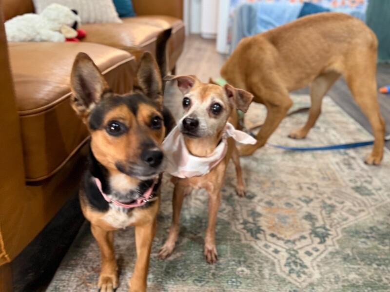 Sammy Sweets Supreme — thumbnail 5