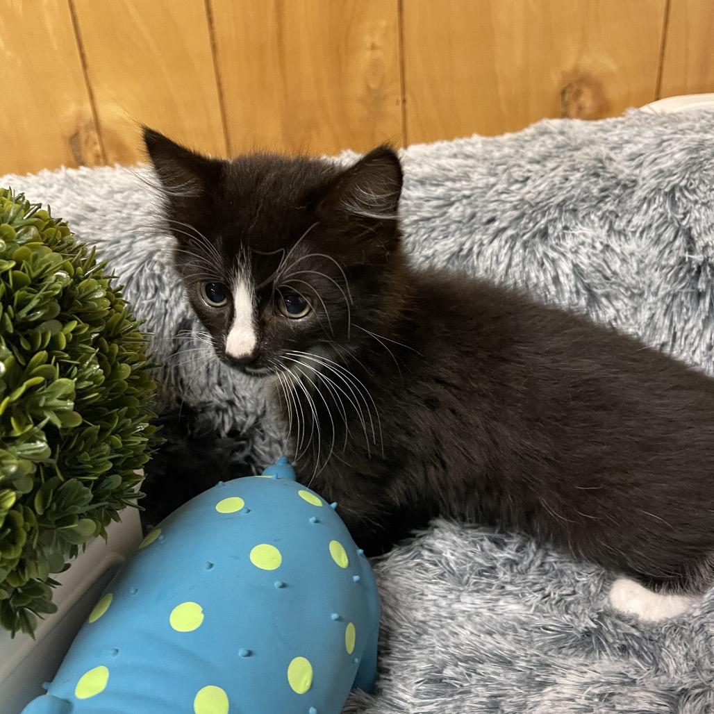 LADYBUG (I'm sponsored - reduced adoption fee) 2