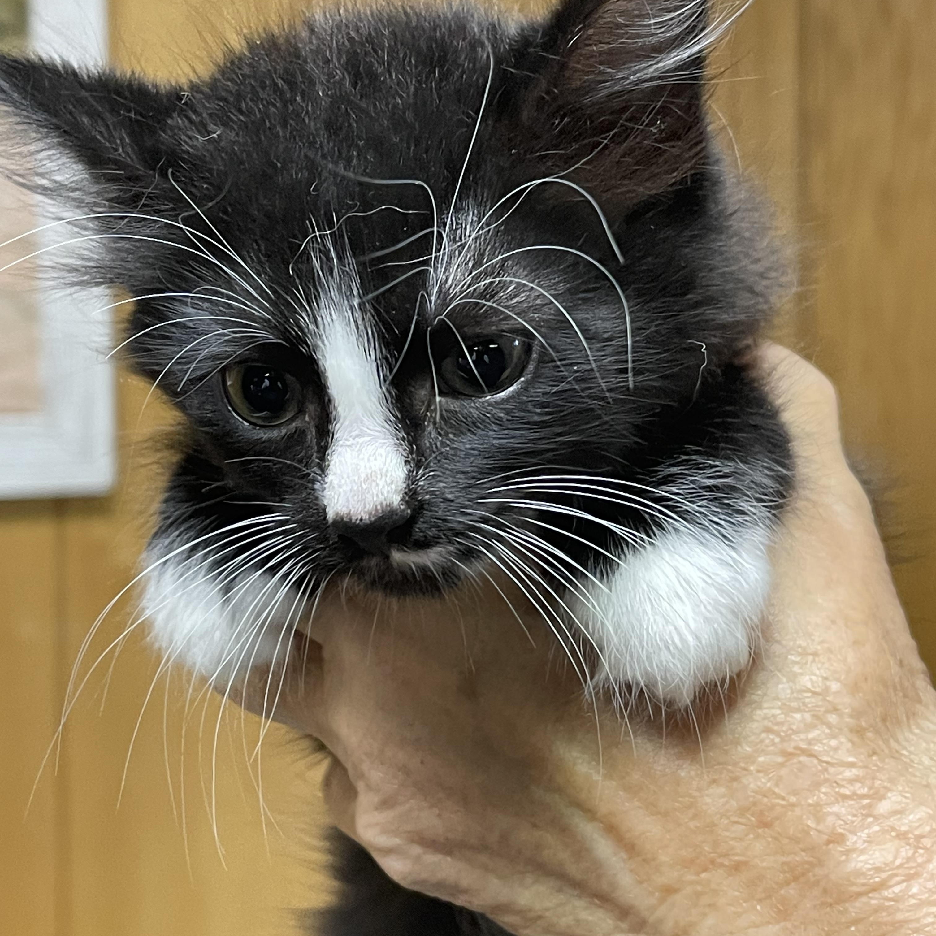 LADYBUG (I'm sponsored - reduced adoption fee)