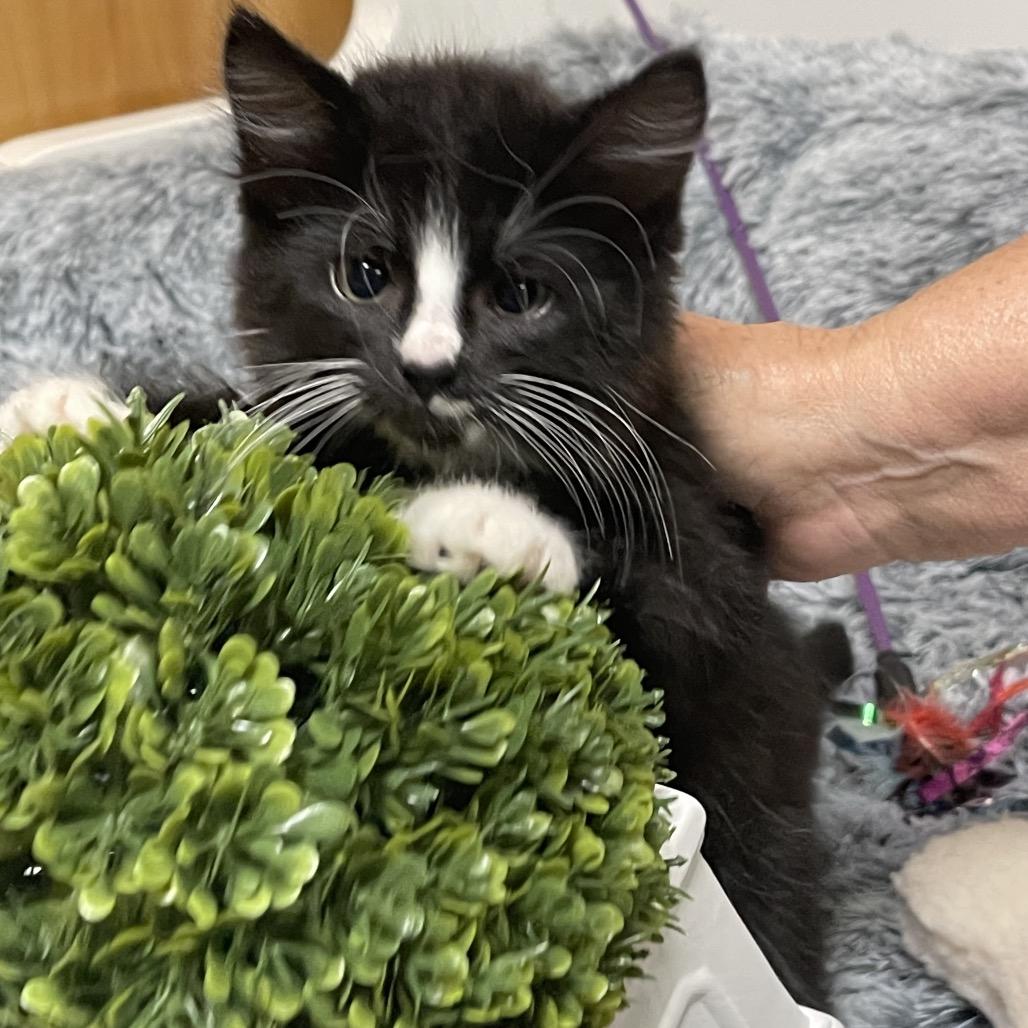 LADYBUG (I'm sponsored - reduced adoption fee) 3