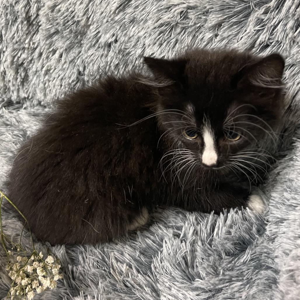 LADYBUG (I'm sponsored - reduced adoption fee) 4