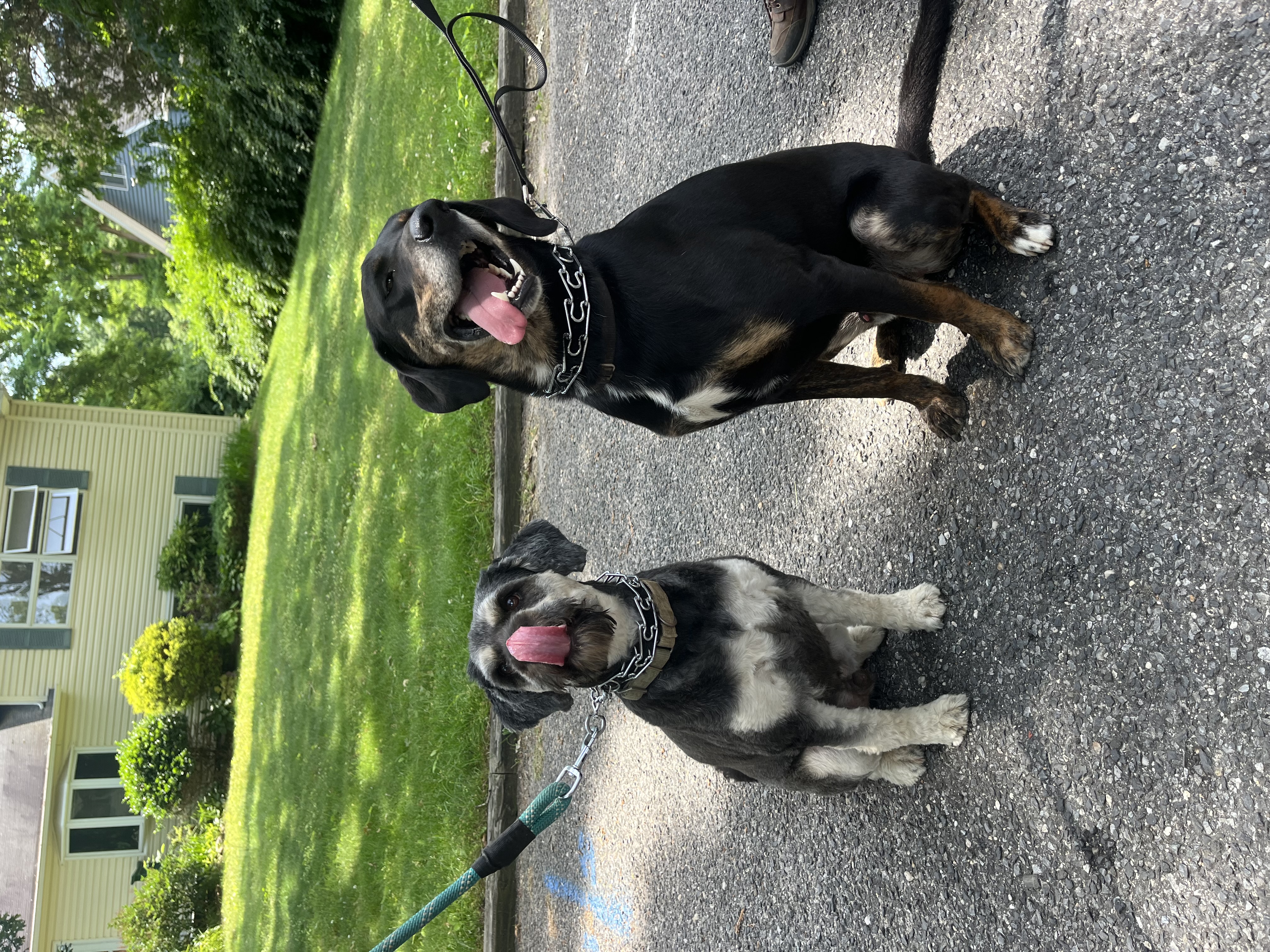 Enlarge Simba- Long Island, a Adoptable mixed breed in Hampton Bays, NY image 4/5