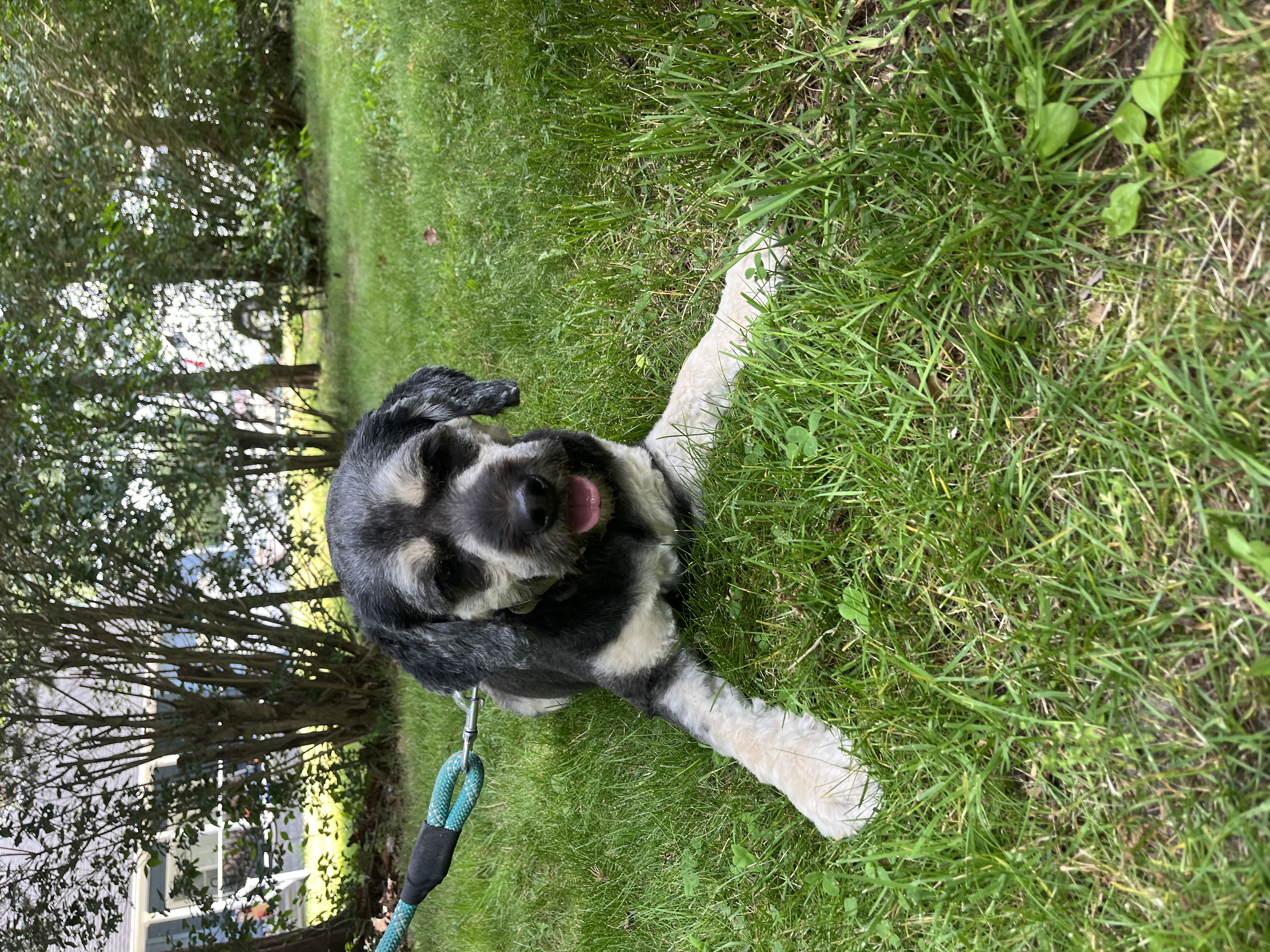 Enlarge Simba- Long Island, a Adoptable mixed breed in Hampton Bays, NY image 5/5