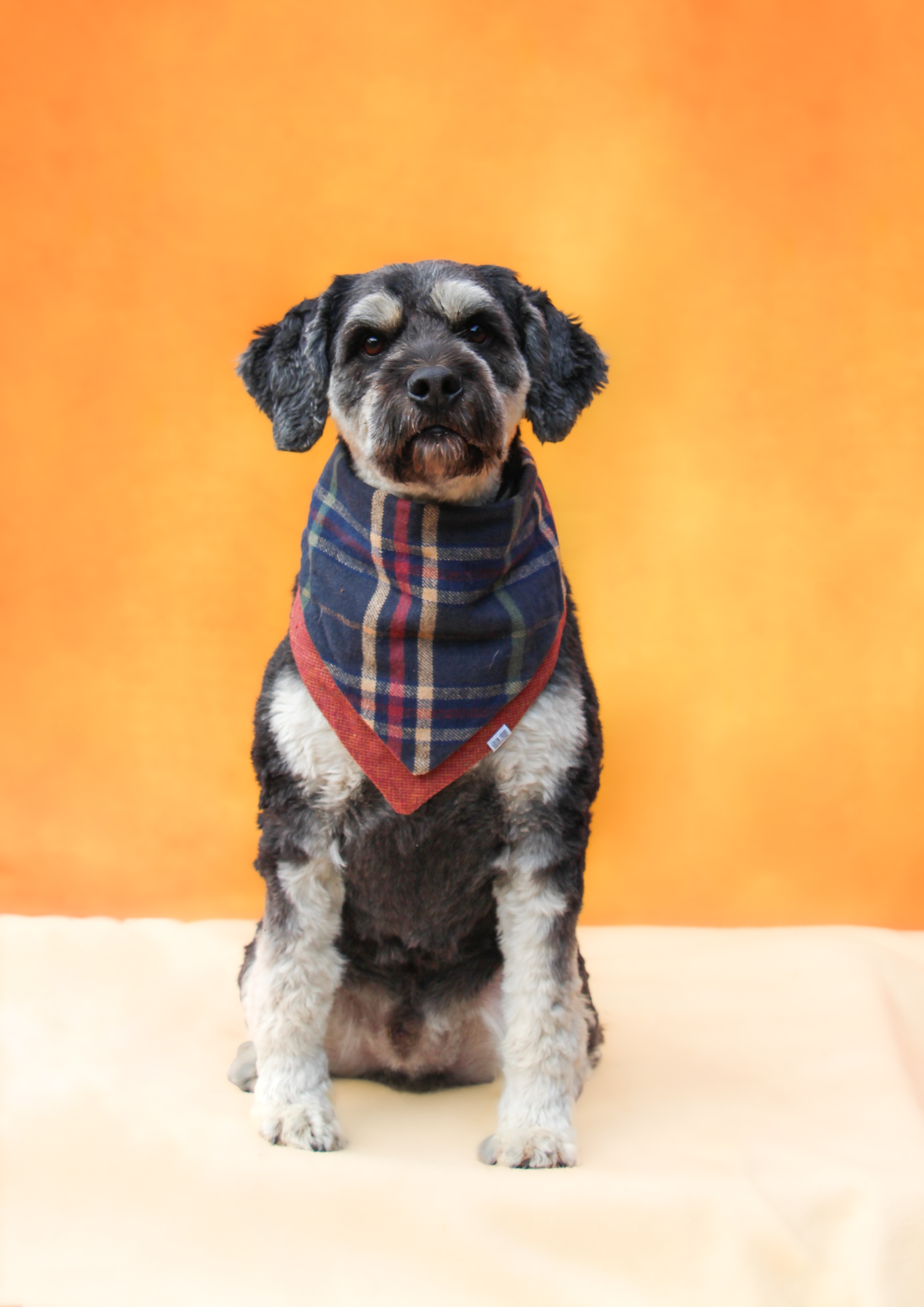 Simba- Long Island, Adoptable, Adult Male Schnauzer.