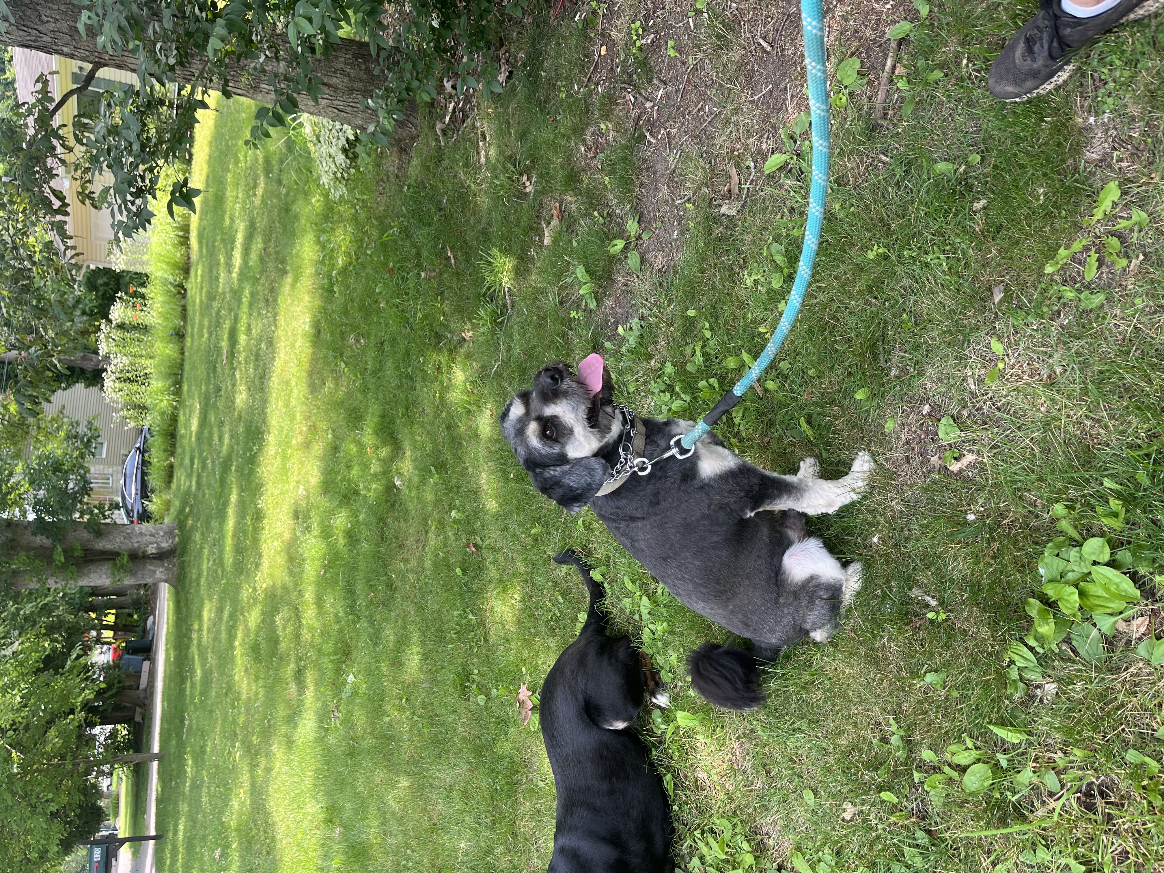 Enlarge Simba- Long Island, a Adoptable mixed breed in Hampton Bays, NY image 2/5