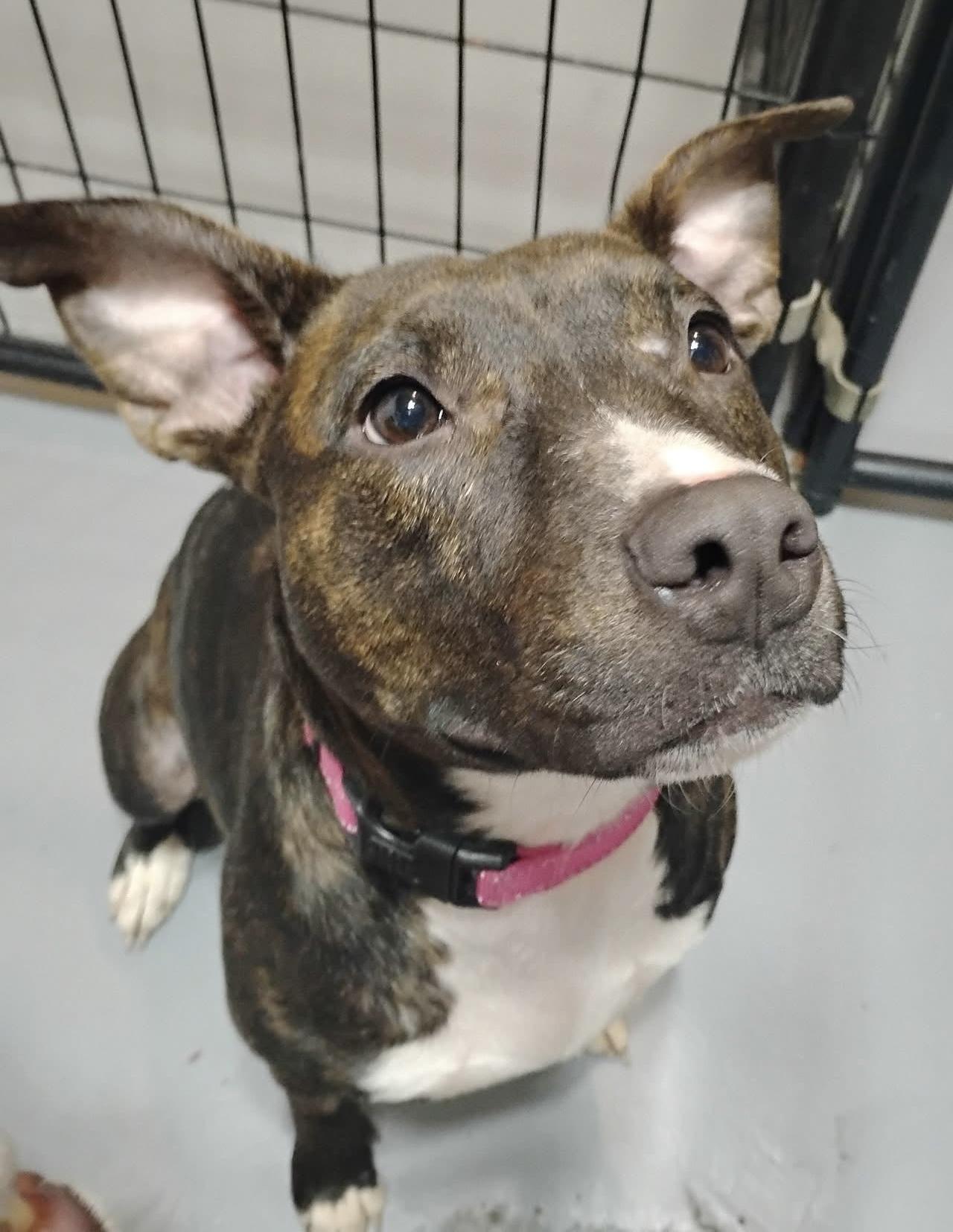 Mama Bear, Adoptable, Adult Female Bull Terrier & Pit Bull Terrier.