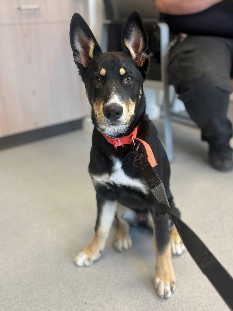 Chevelle, Adopted, Puppy Female German Shepherd Dog & Mixed Breed.