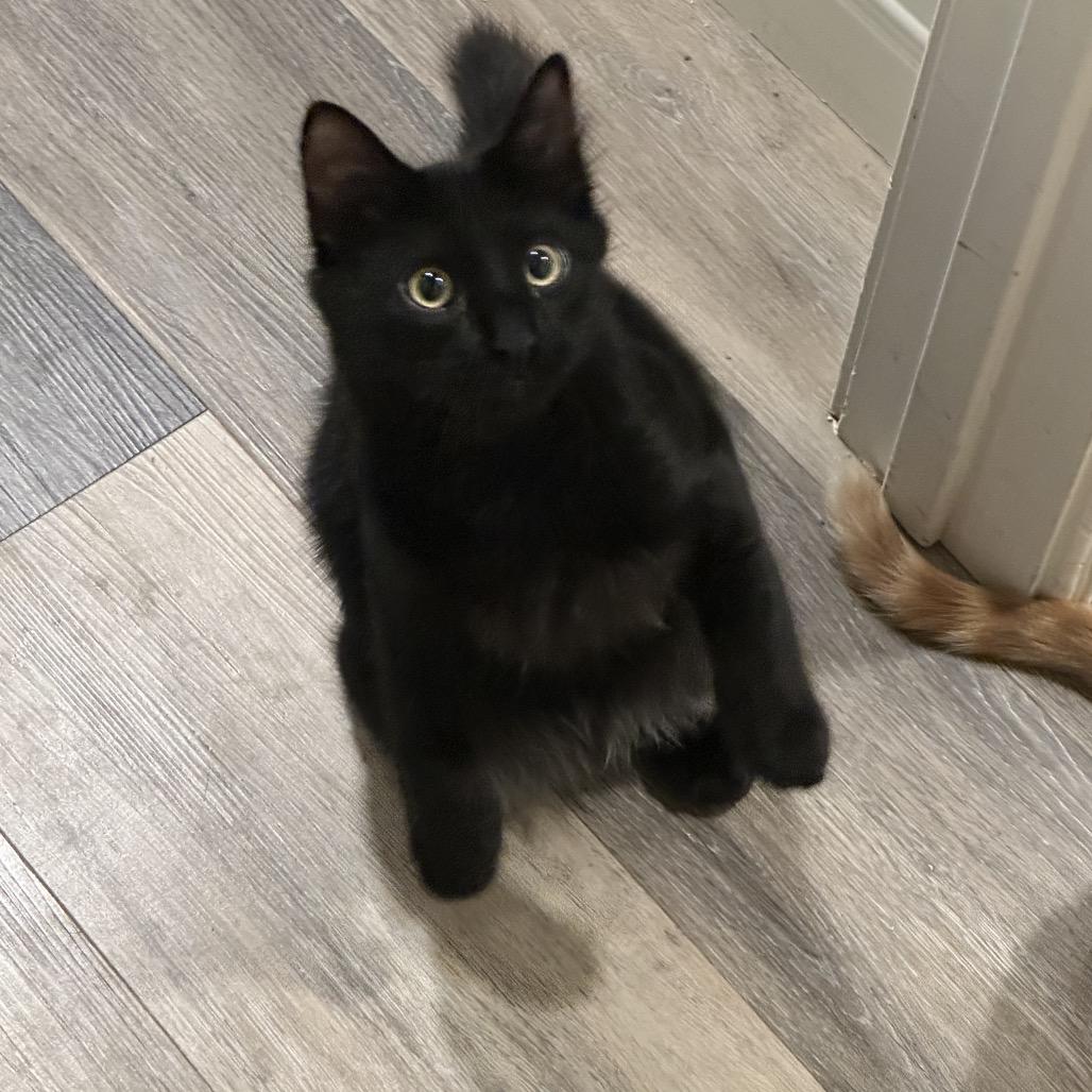 Lou, Adoptable, Young Male Domestic Long Hair.