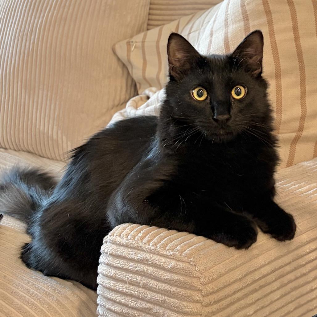 Enlarge Lou, a Adoptable Domestic Long Hair in Tustin, CA image 2/6