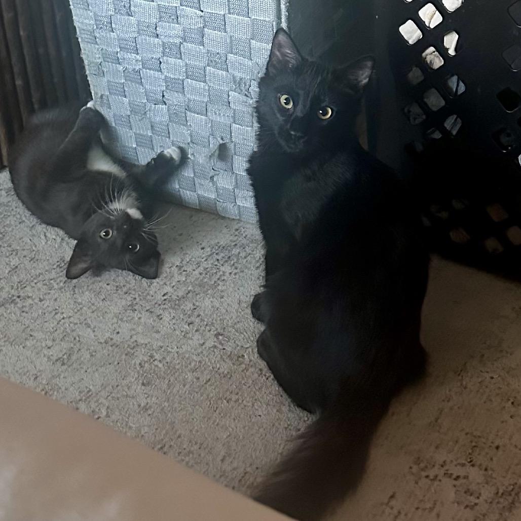 Enlarge Lou, a Adoptable Domestic Long Hair in Tustin, CA image 3/6