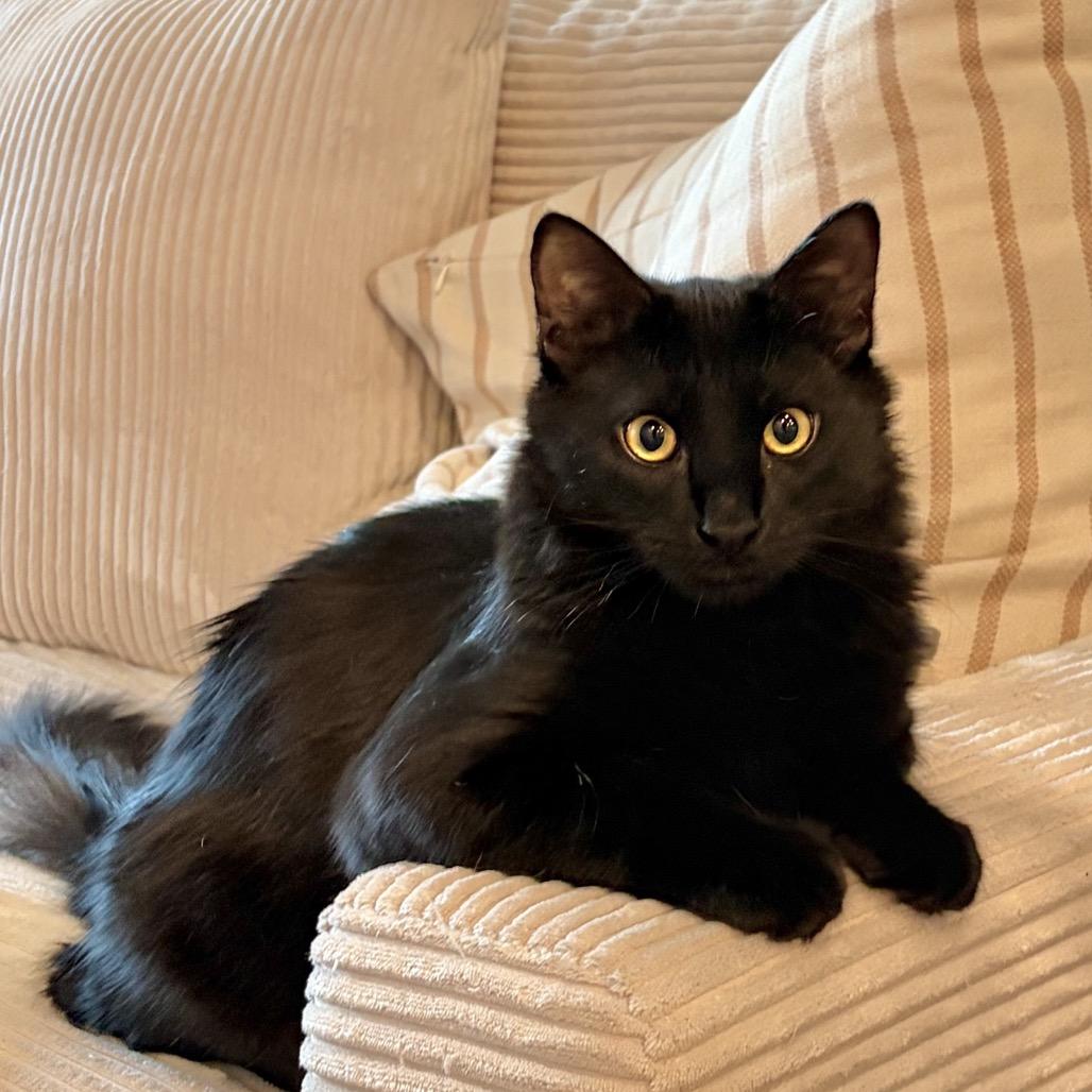 Enlarge Lou, a Adoptable Domestic Long Hair in Tustin, CA image 4/6