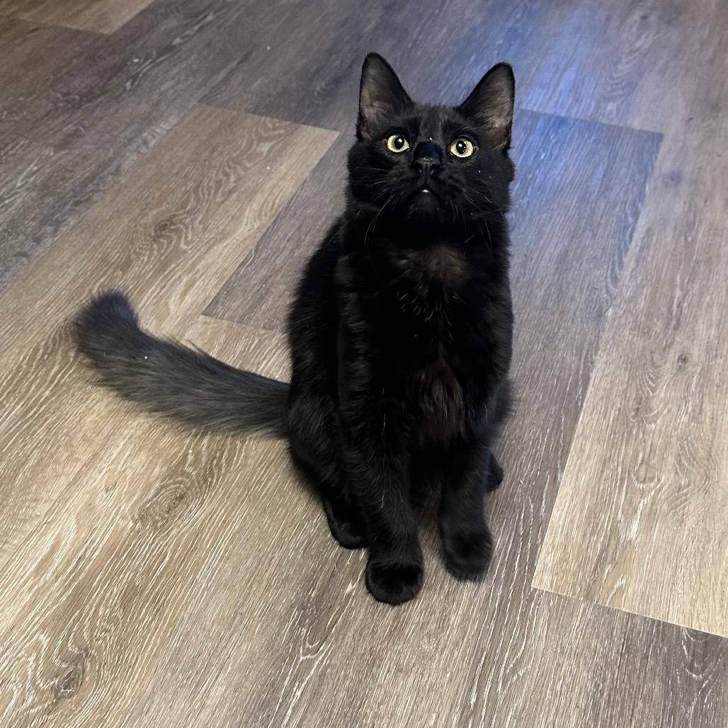 Enlarge Lou, a Adoptable Domestic Long Hair in Tustin, CA image 6/6