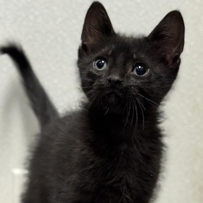Jeremy, adopted, Kitten Male Domestic Short Hair.