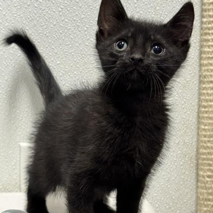 Enlarge Jeremy, an adopted mixed breed in Tinley Park, IL image 2/2