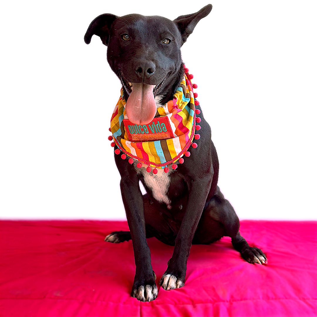 Enlarge OLIVIA, a Adoptable mixed breed in San Diego, CA image 3/6