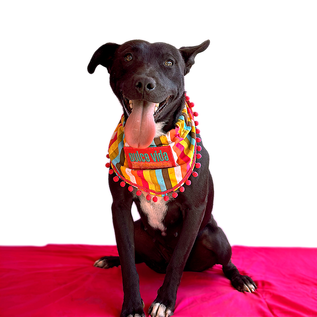 Enlarge OLIVIA, a Adoptable mixed breed in San Diego, CA image 5/6