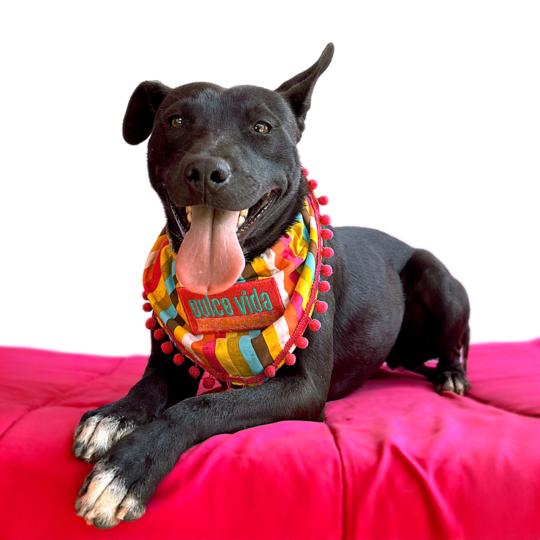 Enlarge OLIVIA, a Adoptable mixed breed in San Diego, CA image 6/6