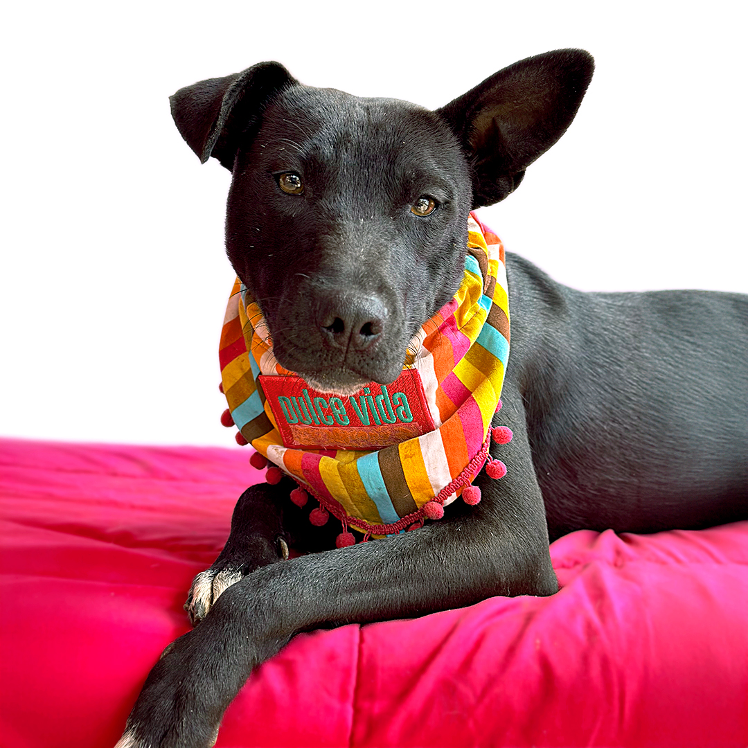 Enlarge OLIVIA, a Adoptable mixed breed in San Diego, CA image 1/6