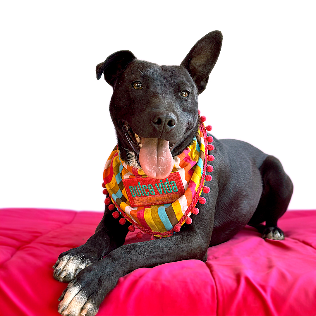 Enlarge OLIVIA, a Adoptable mixed breed in San Diego, CA image 2/6