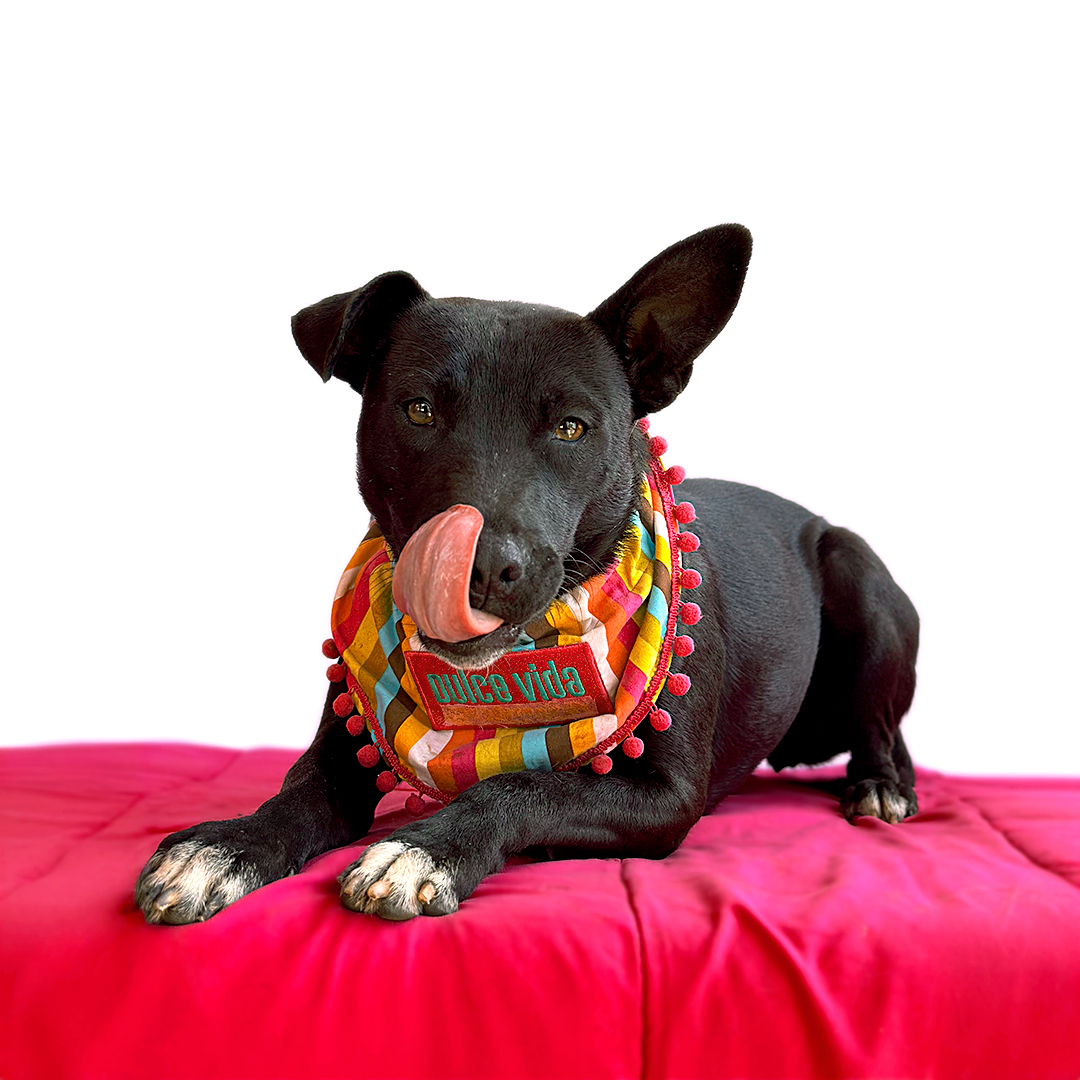 Enlarge OLIVIA, a Adoptable mixed breed in San Diego, CA image 4/6