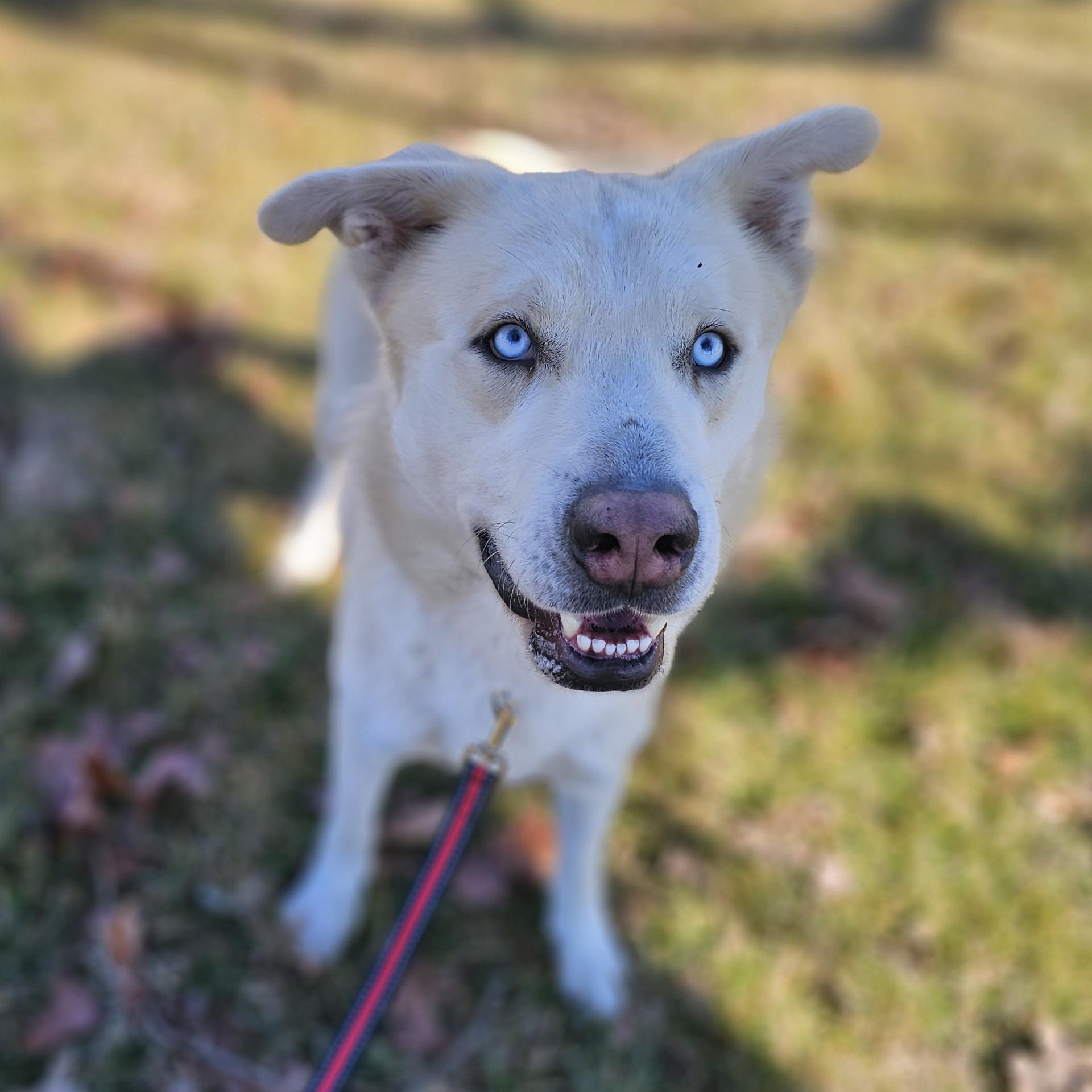 Enlarge Tortilla, a ADOPTABLE mixed breed in Lowell, AR image 6/6