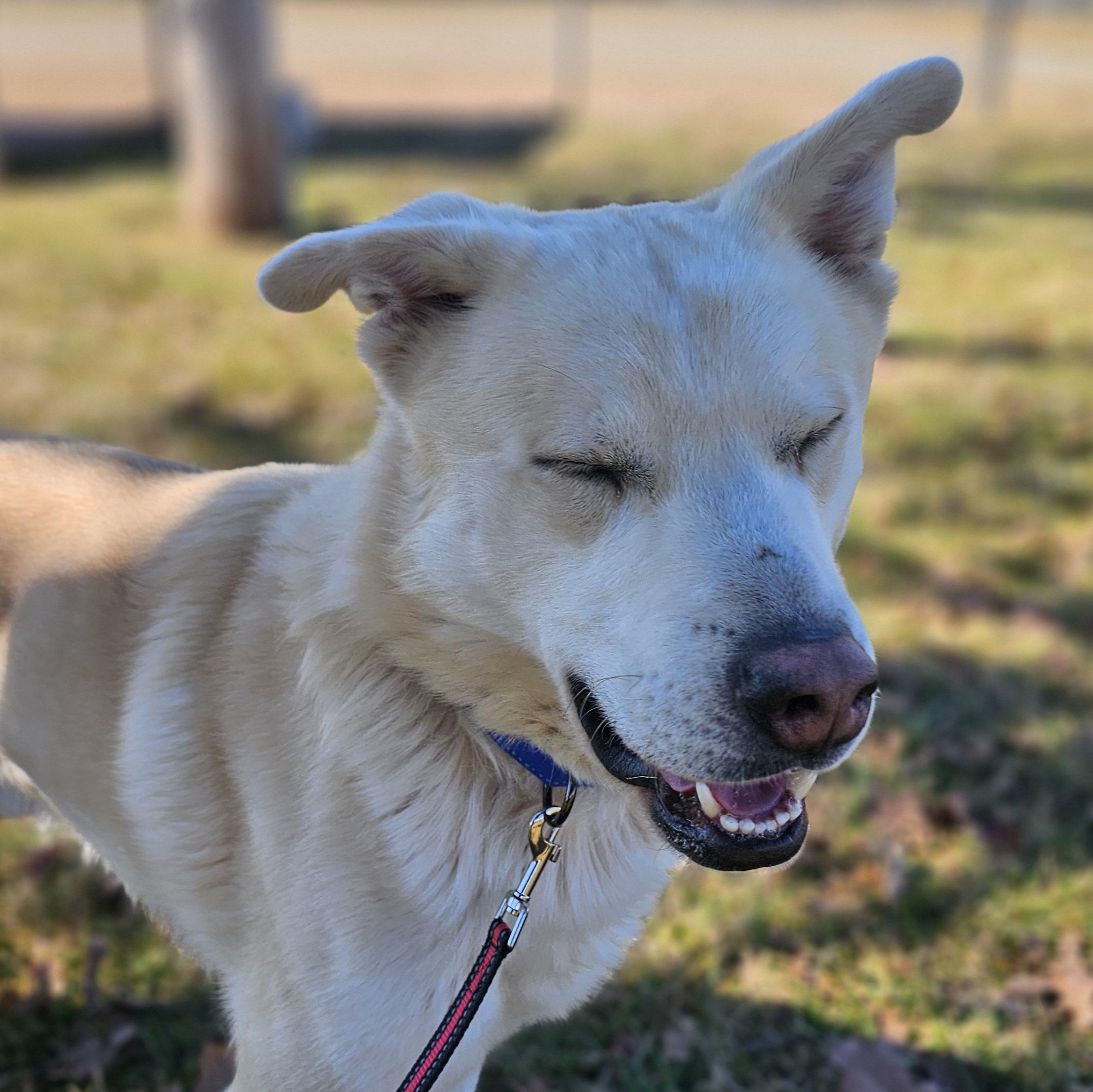 Enlarge Tortilla, a ADOPTABLE mixed breed in Lowell, AR image 4/6